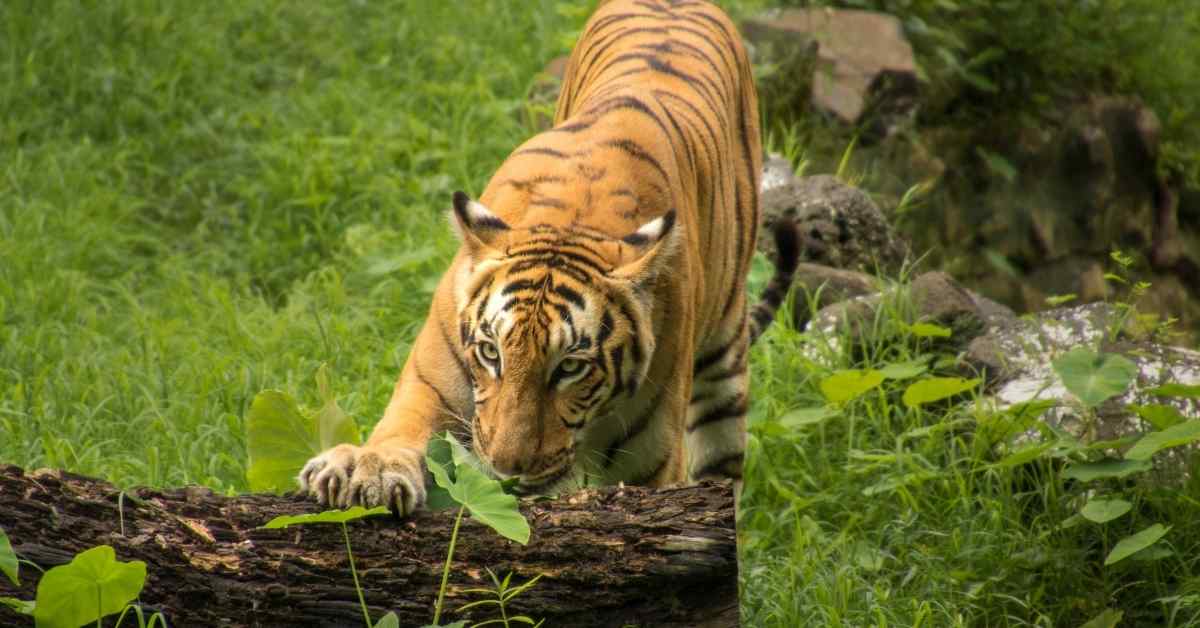 forests of Sundarbans