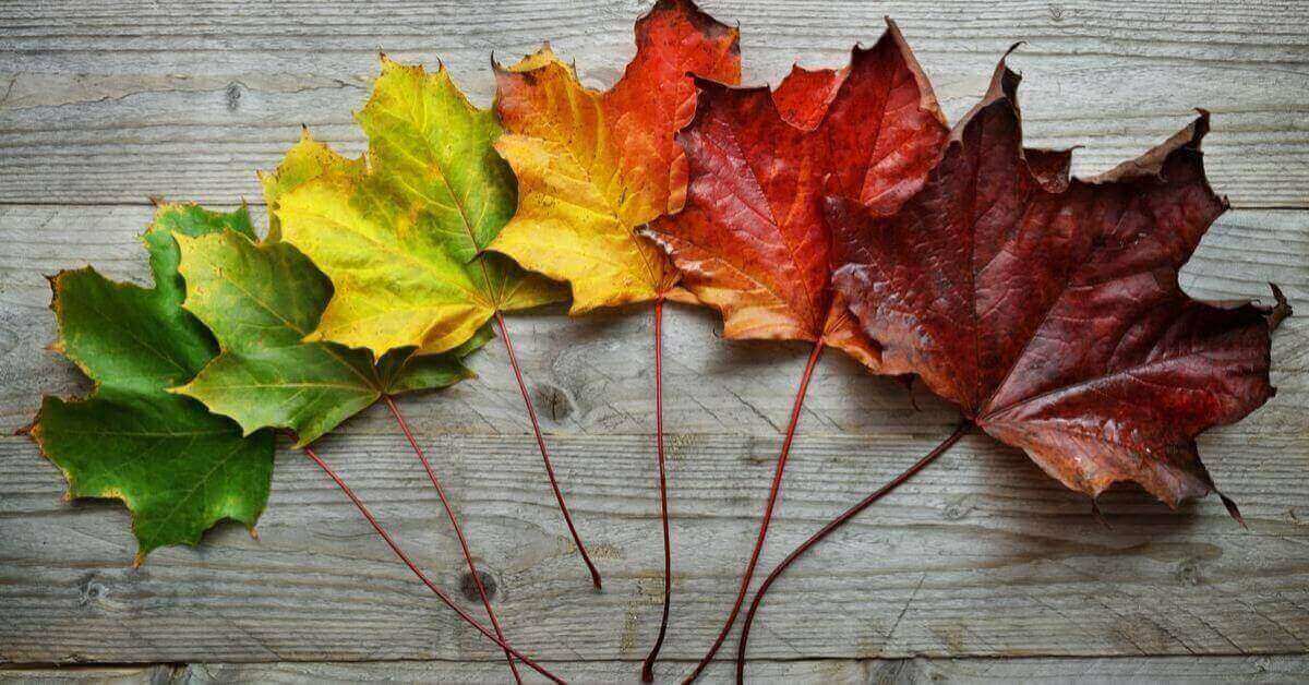 Impermanence In Life