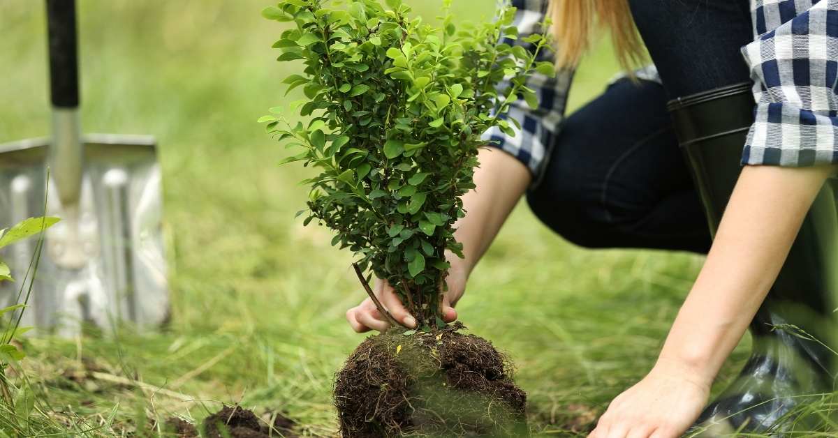 World Environment Day 2021 quotes